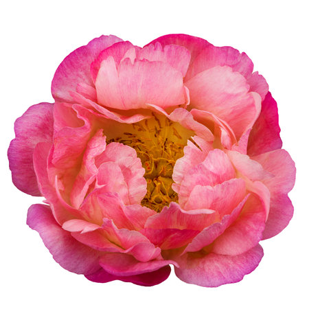 big pink peony with center and stamens isolated on whiteの写真素材