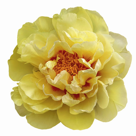 big yellow peony with center and stamens isolated on white backgroundの写真素材