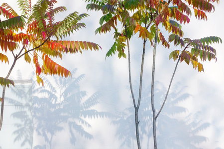 Natural colorful autumn leaves and contrasting shadow on a plastered wall on a sunny day.の写真素材