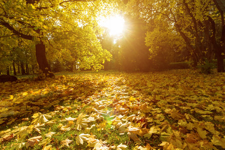 Romantic magical autumn landscape with low warm sun, long shadows and maple leaves on the ground.の写真素材