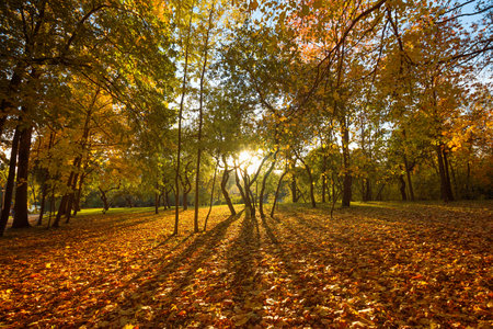 Romantic magical autumn landscape with low warm sun, long shadows and maple leaves on the ground.の写真素材