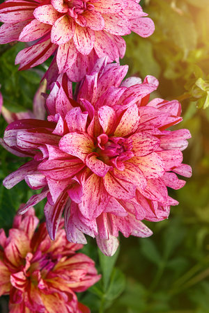 Pink and white dahlias on a green bush in the garden close up.の写真素材