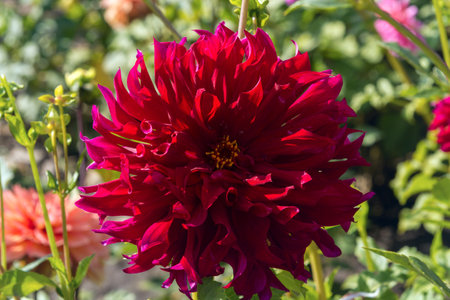 A large red dahlia under the sun on a green bush in the garden close-up.の写真素材