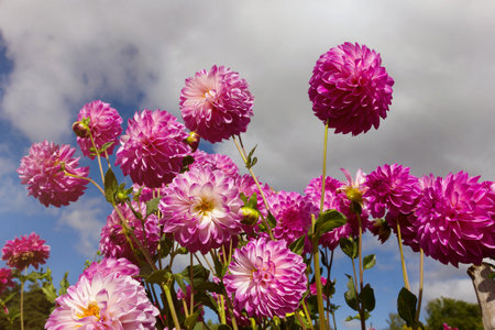 Pink dahlias against a background of blue sky and gray clouds in the park in autumn.の写真素材