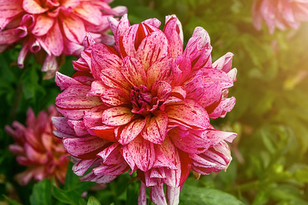 Pink and white dahlias on a green bush in the garden close up.の写真素材