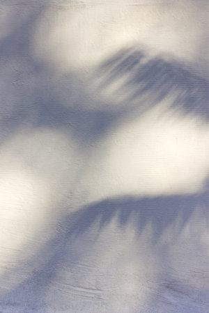 Coconut palm leaf shadow silhouette on white ground background. Abstract summer nature wallpaper. Summer vacation concept. Natural texture.の写真素材