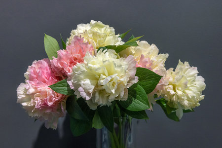 Exquisite Magical beautiful peonies stand in a bouquet in a vase on a tableの写真素材