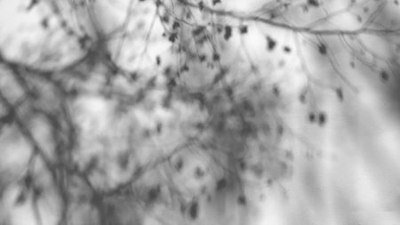 Gray shadows of delicate thin tree branches with small spring flowers on a white wall. Abstract neutral nature concept background. Blurred overlay effect with natural light. Copy space.の写真素材
