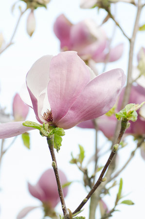 Pink magnolias against a gray sky in cloudy weatherの写真素材