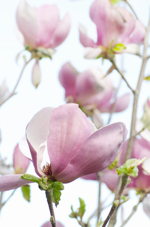 Pink magnolias against a gray sky in cloudy weatherの写真素材