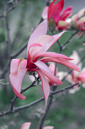 Pink-red graceful magnolias against a background of emerald foliage on a branch in the garden.の写真素材