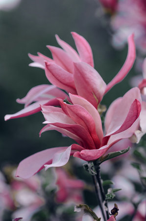 Pink-red graceful magnolias against a background of emerald foliage on a branch in the garden.の写真素材