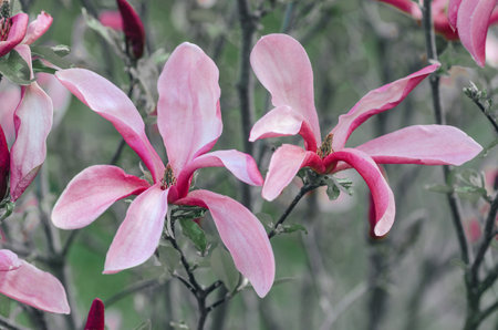 Pink-red graceful magnolias against a background of emerald foliage on a branch in the garden.の写真素材