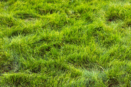Green grass, lawn on a sunny day. Natural background of yellow-green grass in the sun, close-up.の写真素材