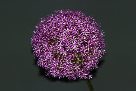 Large spherical flower of Allium giganteum. Blooming giant onion. Giant purple flower. Blooming onion flower head on a black background.の写真素材