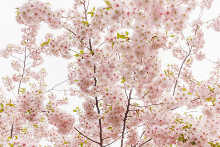 Cherry blossoms in full bloom. Cherry flowers are collected in small clusters on a branch of a cherry tree.の写真素材