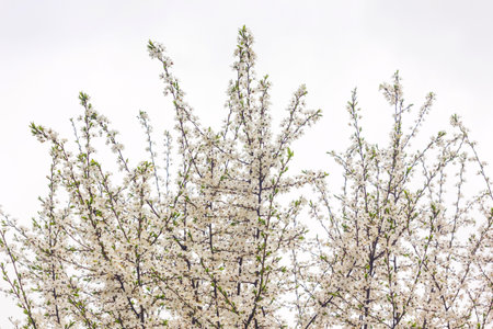 Cherry tree branches in full bloom. White cherry flowers on a cherry tree branch on a cloudy day.の写真素材