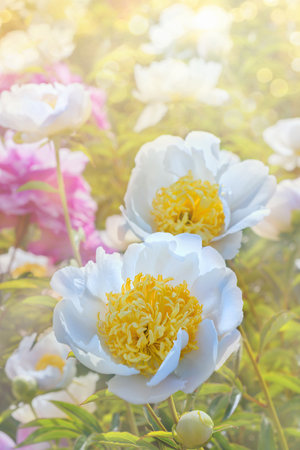 Group of blooming white and pink peonies. Beautiful natural floral background. Sunny day in the garden.の写真素材