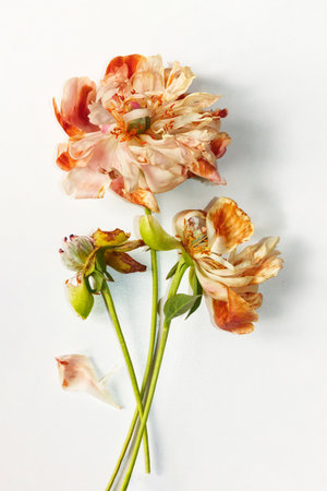 Wilted pink and white peonies on a white background isolated, top view. The concept of aging and the...