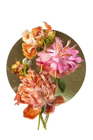 Wilted pink and white peonies on a white background isolated, top view. The concept of aging and the irreversibility of time.の写真素材