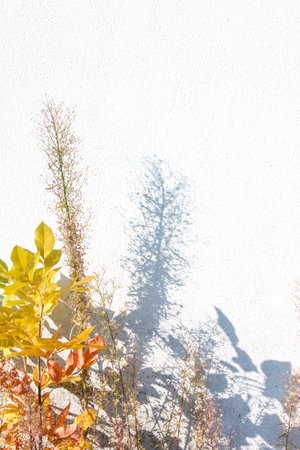Natural colorful autumn leaves and contrasting shadow on a plastered wall on a sunny day.の写真素材