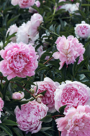 Pink peonies on a bush. Natural holiday background. Summer mood.の写真素材
