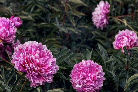 Pink peonies on a bush. Natural holiday background. Summer mood.の写真素材