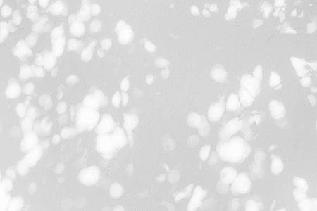 Gray shadow of wild vegetation leaves on white texture wall. Abstract neutral nature concept, blurred background. Place for text.の写真素材