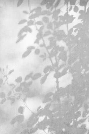 Photo app effect. Gray shadow of wild rose leaves on white wall. Abstract neutral nature concept blurred background. Place for text.の写真素材