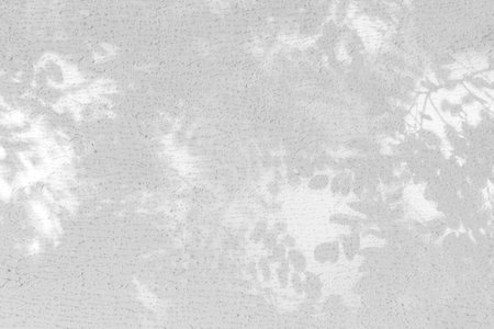 Gray shadow of wild rose leaves on white texture wall. Abstract neutral nature concept, blurred background. Space for text.の写真素材