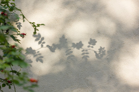 Branches of rosehip bush with fruits in autumn against blurred spots of wild vegetation on white textured wall. Romance, evening, blurred background. Space for text.の写真素材