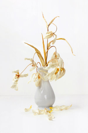 A bouquet of dry white tulips in a white ceramic vase on the table.の写真素材