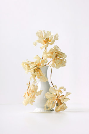 A bouquet of dry white tulips in a white ceramic vase on the table.の写真素材