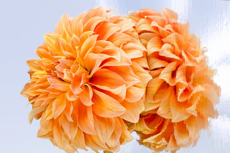 Large orange dahlia reflected in a mirror. Fantasy, duality, reflection.の写真素材
