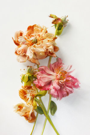 Withered pink and white, browned, peonies on white background, isolated. Aging and irreversibility of time concept.の写真素材