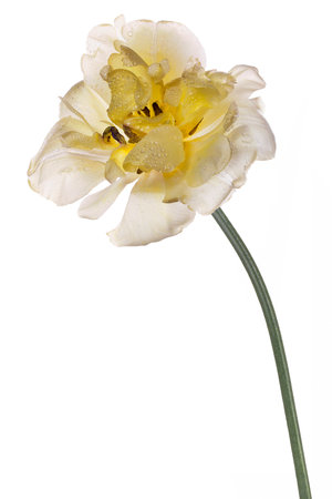 Big yellow hybrid tulip in dew drops on white background. Studio shot of yellow picturesque tulip isolated on white background. Shot against the light. Macro.の写真素材