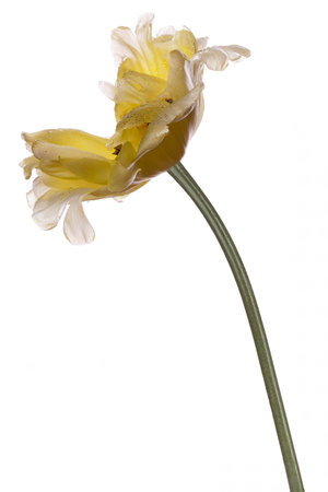 Big yellow hybrid tulip in dew drops on white background. Studio shot of yellow picturesque tulip isolated on white background. Shot against the light. Macro.の写真素材