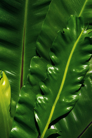 Tropical leaves pattern for nature background. Beautiful tropical succulent leaves.