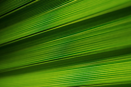 Tree Palm leaves pattern for nature background. Beautiful tropical palm leaves.の写真素材