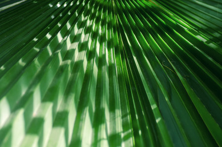 Tree Palm leaves pattern for nature background. Beautiful tropical palm leaves.の写真素材