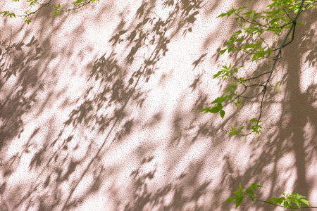 A tree with small green leaves and a shadow from them on a pink wall.の写真素材