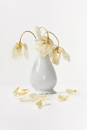 A bouquet of dry white tulips in a white ceramic vase on the table.の写真素材