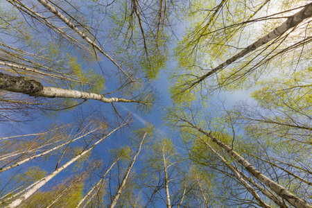 Trees in the forest, view from below, birch with thin trunks and green foliage, treetops against the sky. Spring birch grove, young greenery, small foliage.の写真素材