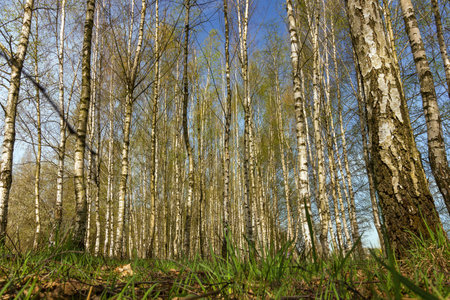 Spring birch grove, young greenery, small foliage. Young birch with black and white birch bark in spring in a birch grove against the background of other birches.の写真素材