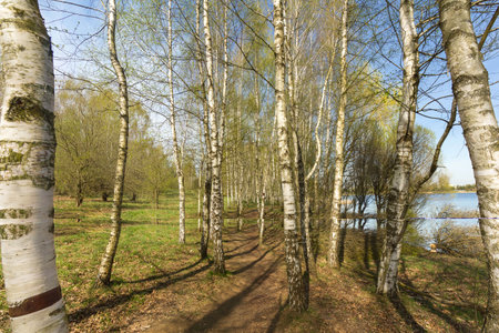 Spring birch grove, young greenery, small foliage. Young birch with black and white birch bark in spring in a birch grove against the background of other birches.の写真素材