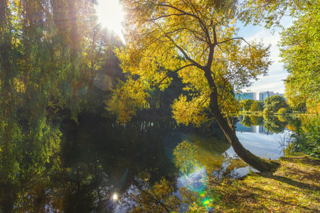 Picturesque autumn landscape with a pond and trees with yellowing foliage. Sun rays break through the tree crowns.の写真素材