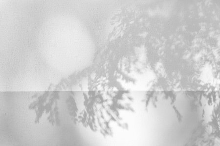 trees branch and leaf with shadow on a white concrete wall.