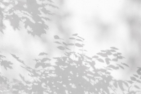 trees branch and leaf with shadow on a white concrete wall.の写真素材