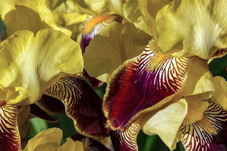 Background of yellow iris flowers on the background of sunny nature. Bright colors and delicate...