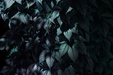 Background of a cluster of leaves illuminated by moonlight. Night foliage illuminated by the moon.の写真素材